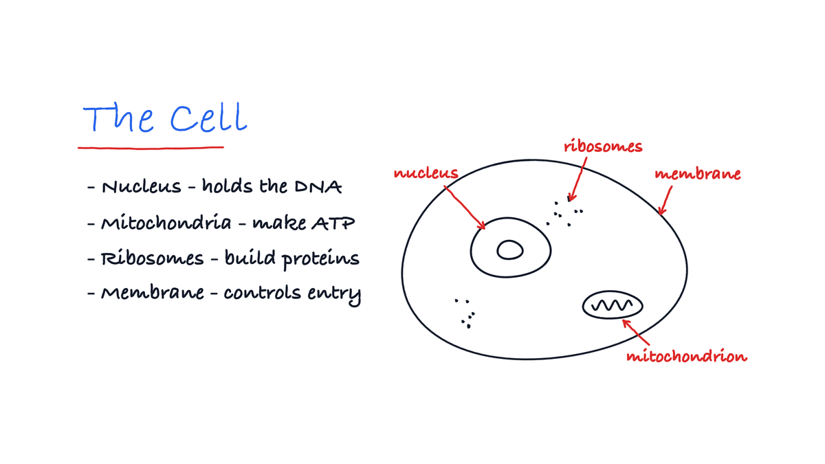 How to Make Image Occlusion Flashcards for Diagrams