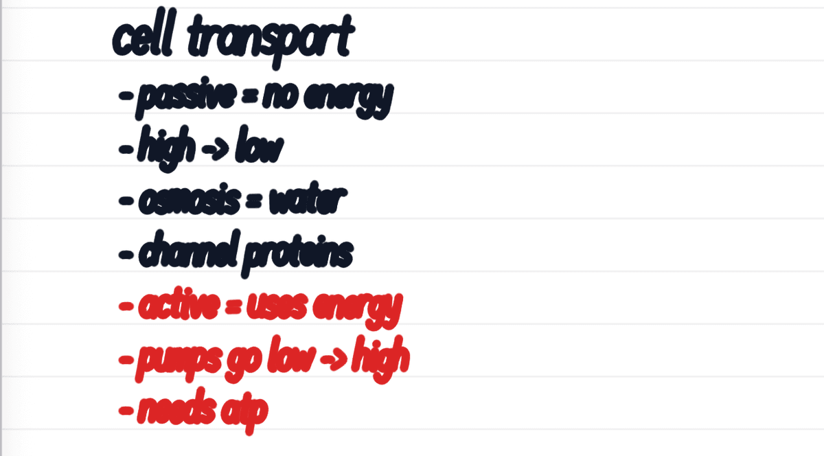 Eine Notiz mit Linien-Papier in Strawberry Notes auf dem iPad, handschriftlich überschrieben mit „Zelltransport“. Darunter in Schwarz: „passiv = keine Energie“, „hoch -> niedrig“, „Osmose = Wasser“ und „Kanalproteine“. Darunter in Rot: „aktiv = braucht Energie“, „Pumpen gehen niedrig -> hoch“ und „braucht ATP“.