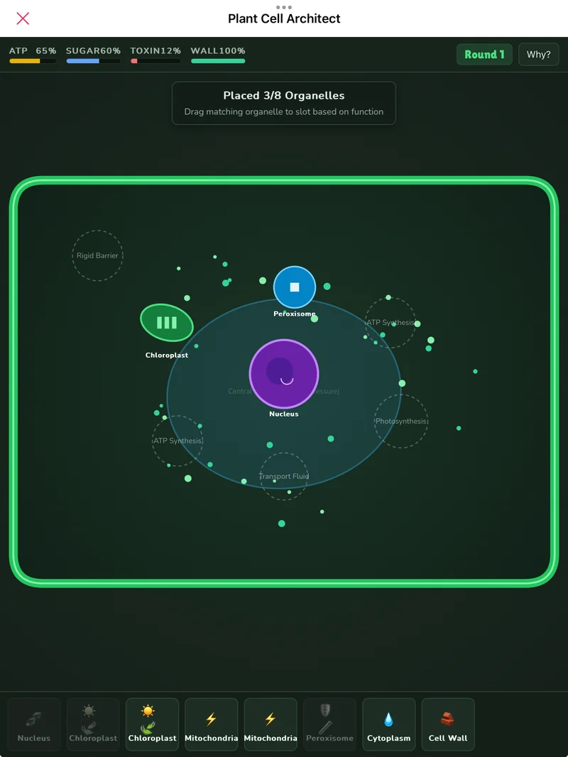 Plant Cell Architect, made by AI from a study note